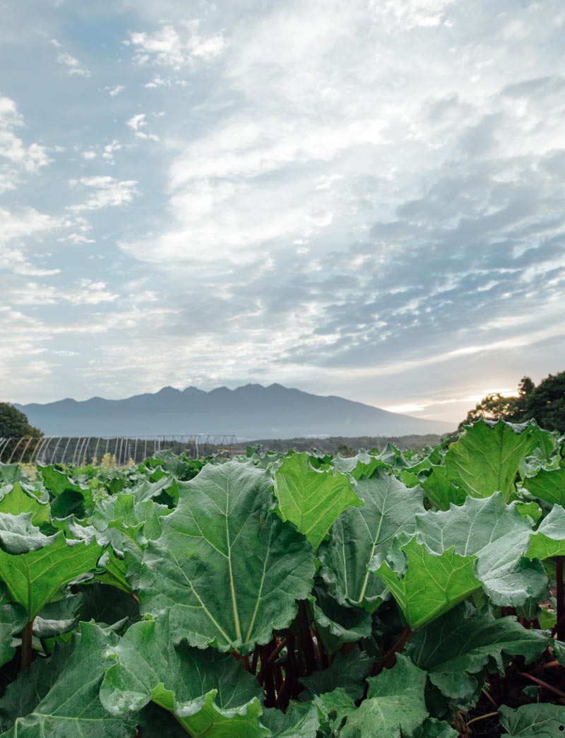 八ヶ岳山麓の自然が生んだ美味しさ
