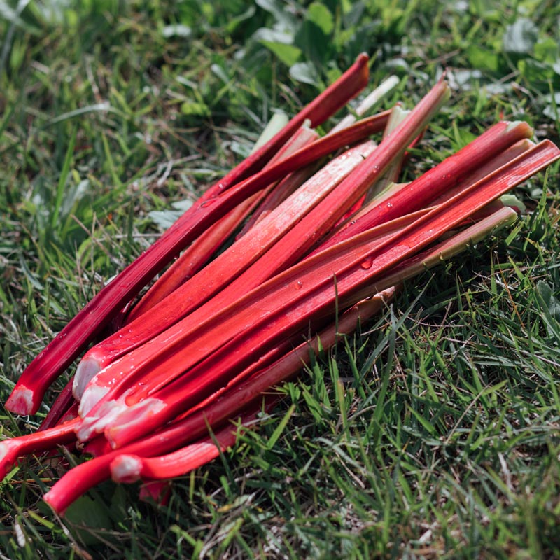 生ルバーブ販売