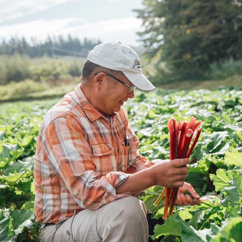 生ルバーブ販売